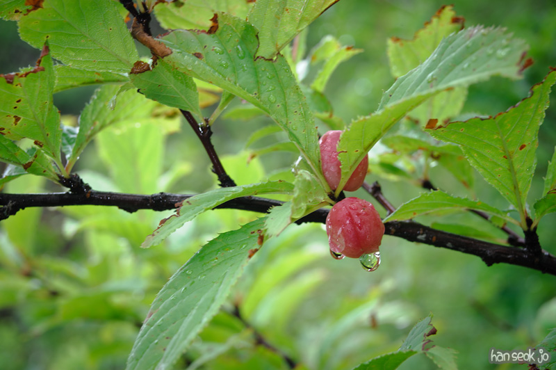 HSJ_2407.jpg