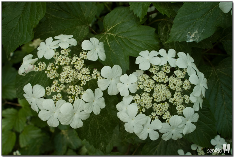 DSCF8429.jpg