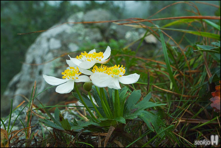 DSCF8074.jpg