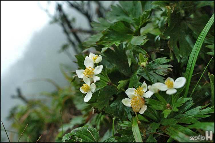 DSCF8077.jpg