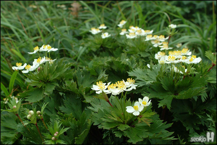 DSCF8096.jpg
