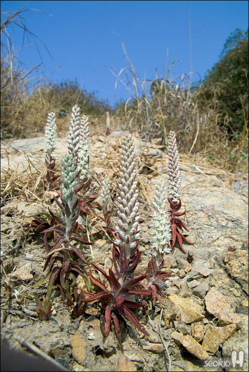 DSCF0996.jpg