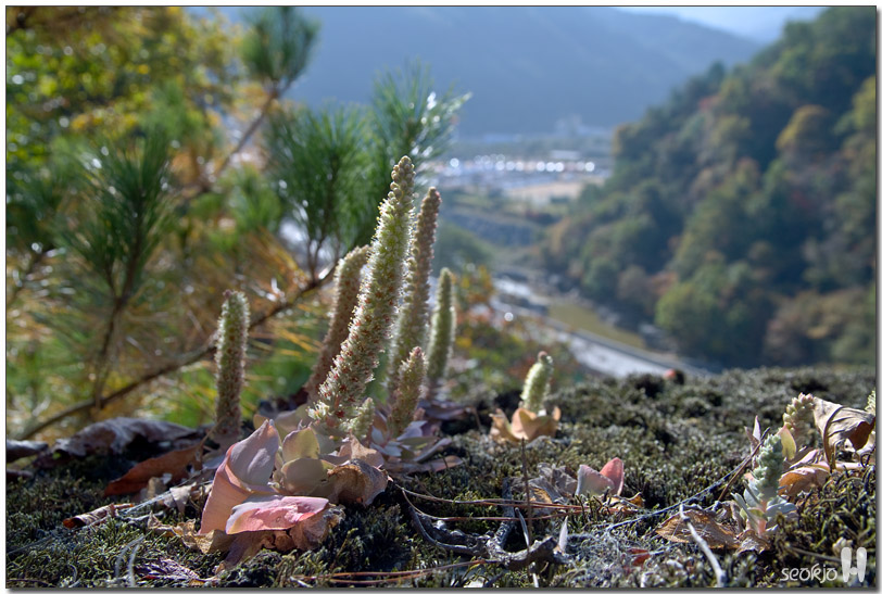 DSCF1486.jpg