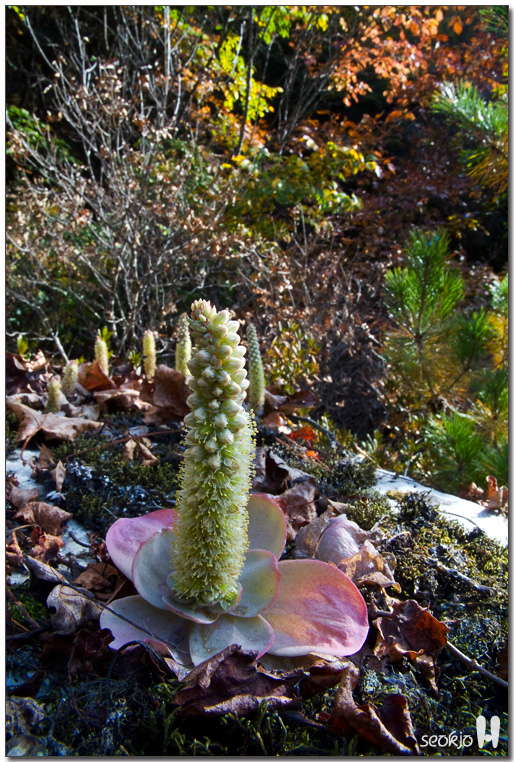 DSCF1478.jpg