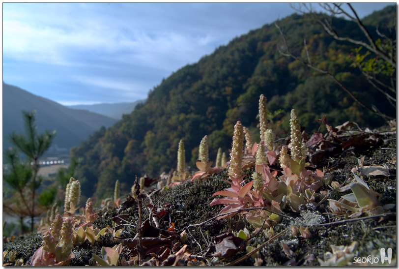 DSCF1468.jpg