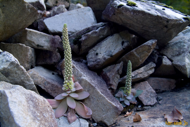 DSCF1445.jpg