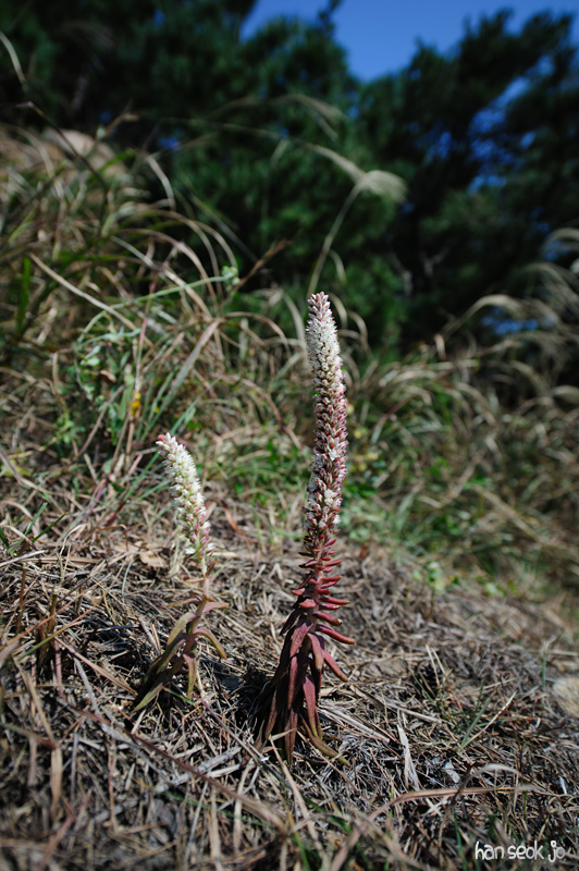 HSJ_5221.jpg