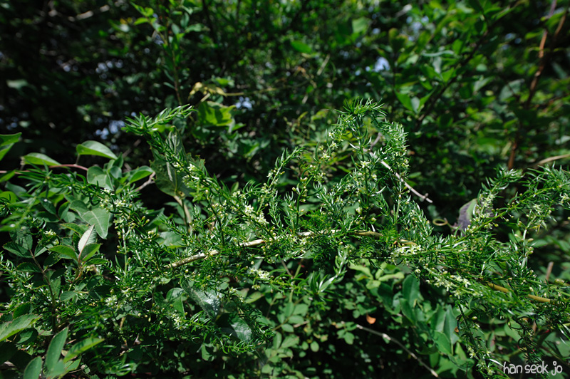 HSJ_3540.jpg