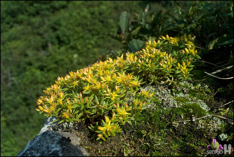 DSCF2946.jpg