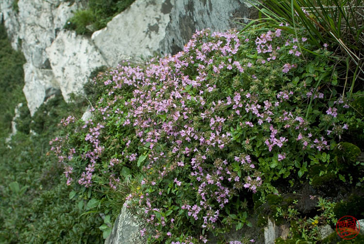 DSCF2949.jpg