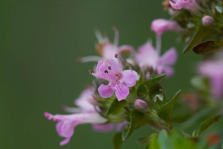 DSCF2952.jpg