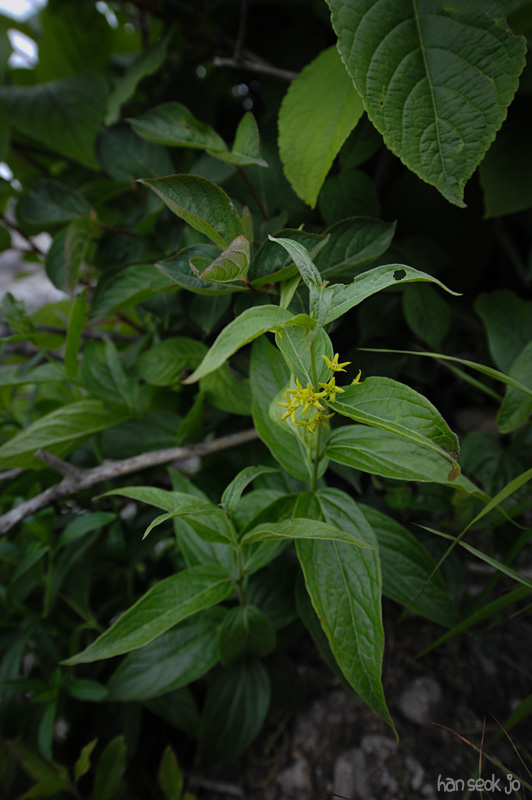 HSJ_4072.jpg