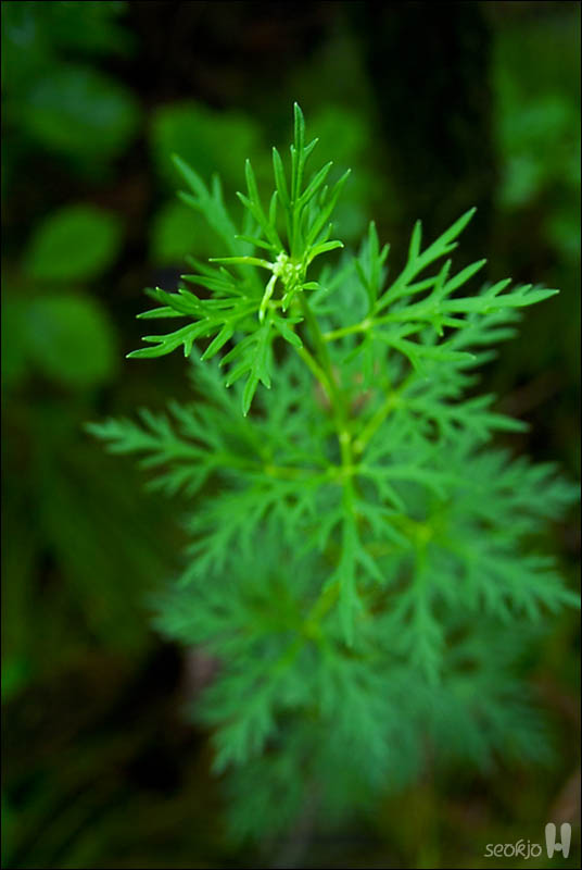 DSCF4680.jpg