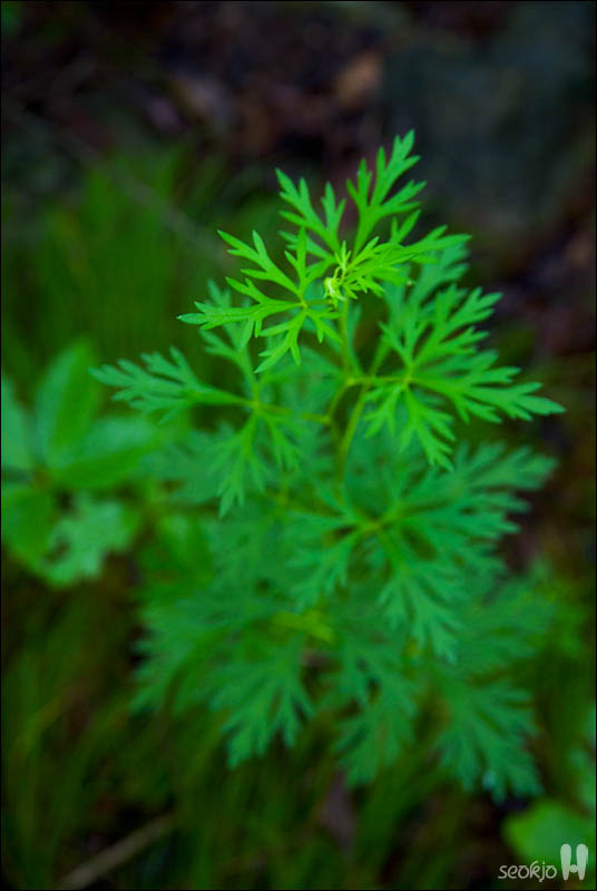 DSCF4681.jpg