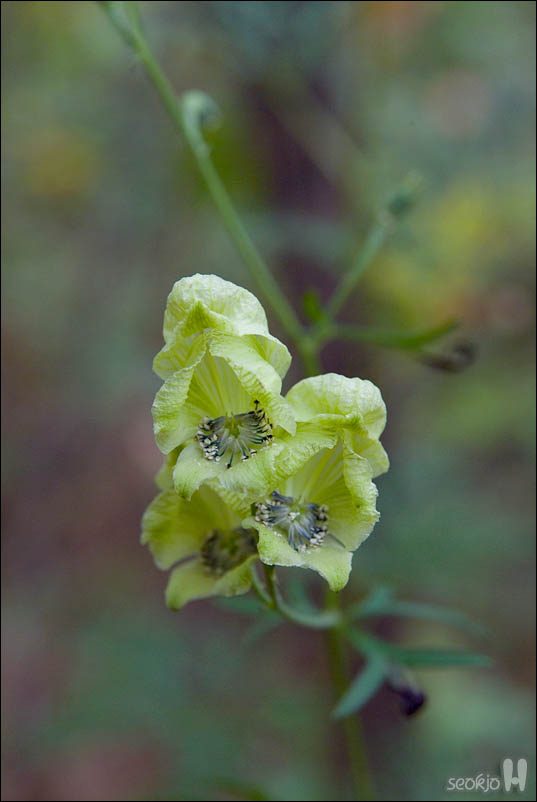 DSCF5791.jpg