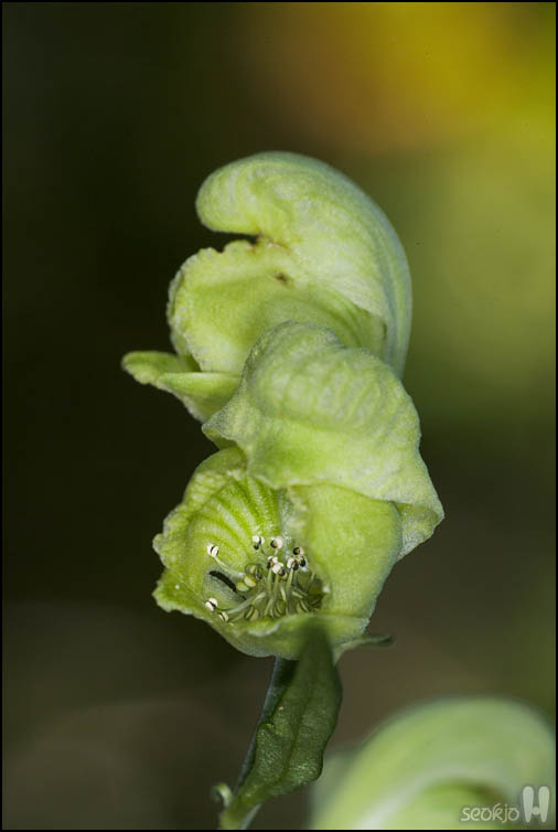 DSCF3917.jpg