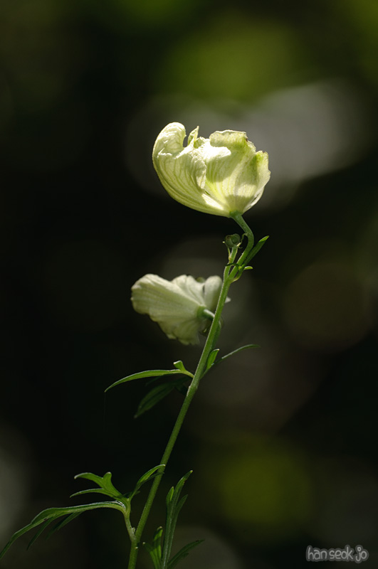 DSC_8501.jpg