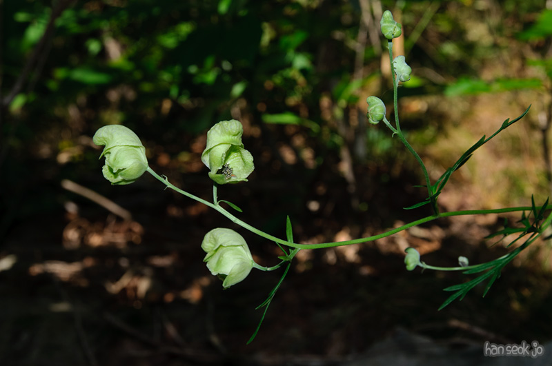 DSC_8509.jpg