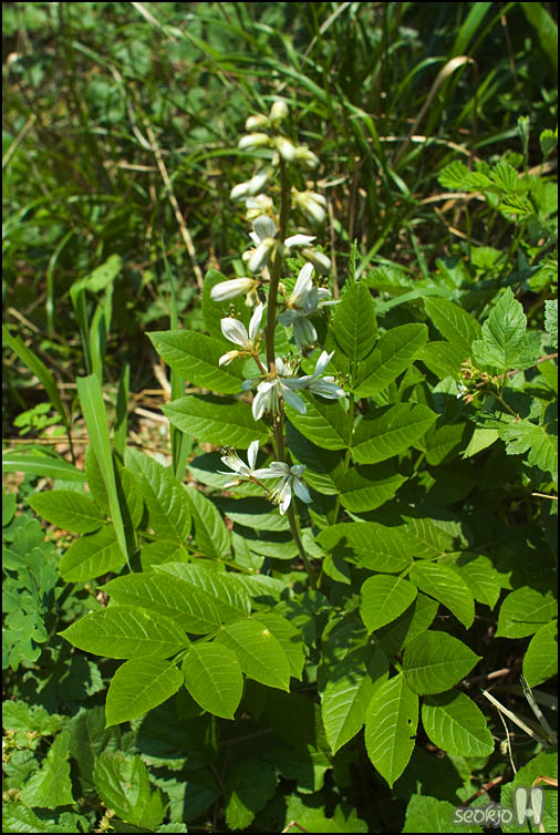 DSCF1212.jpg
