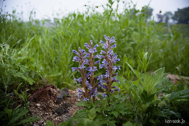 HSJ_5719.jpg