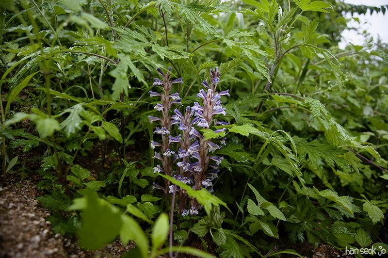 HSJ_5736.jpg