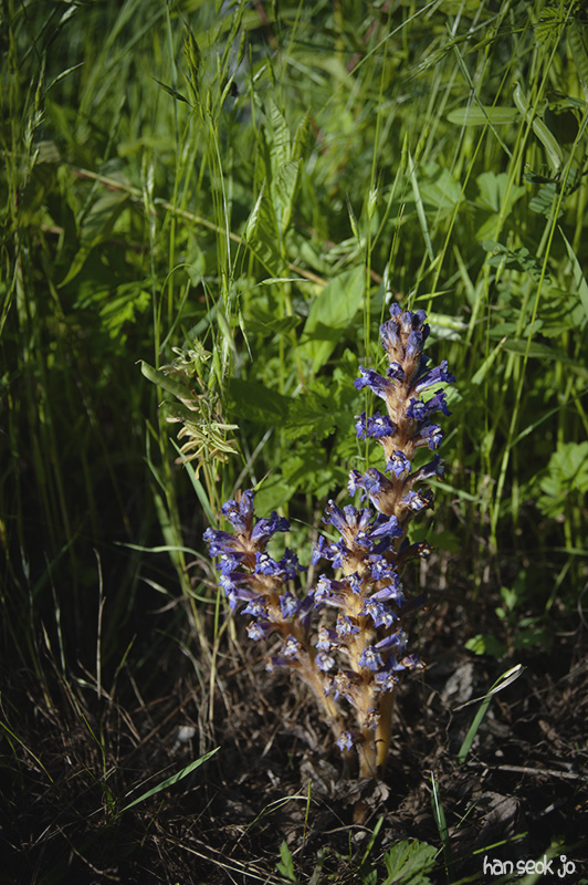 HSJ_5035.jpg