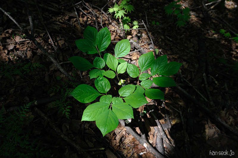 HSJ_3045.jpg