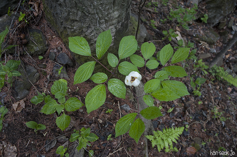 HSJ_5667.jpg
