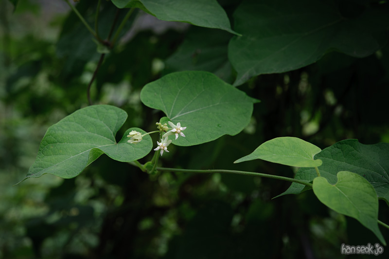HSJ_0764.jpg