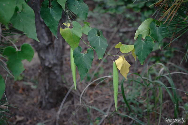 HSJ_0877.jpg