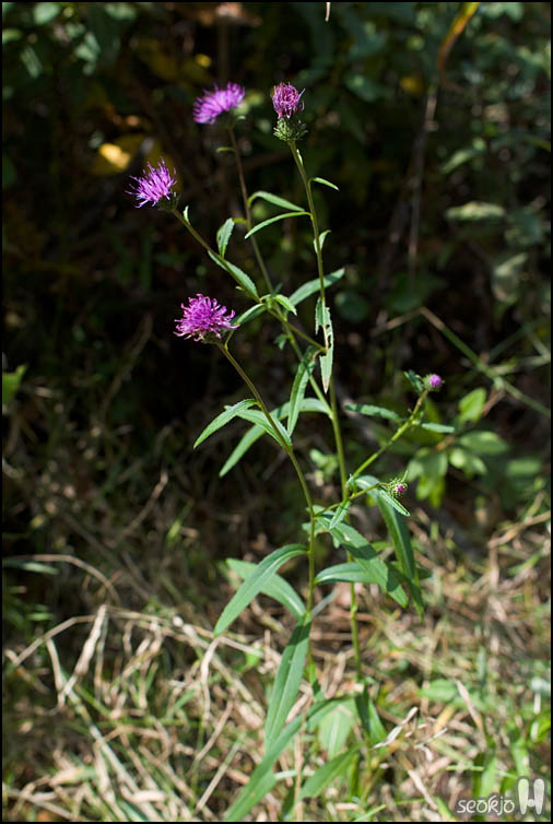 DSCF4325.jpg