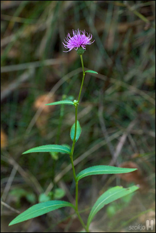 DSCF4329.jpg