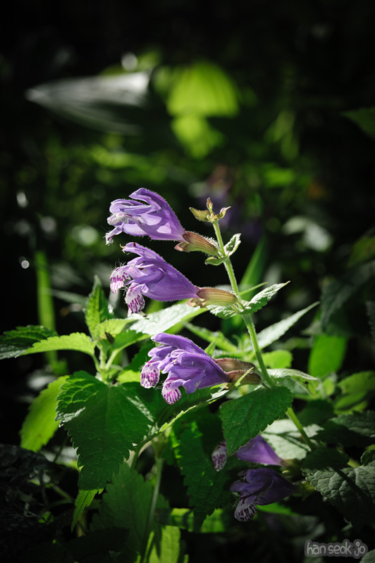 HSJ_2220.jpg