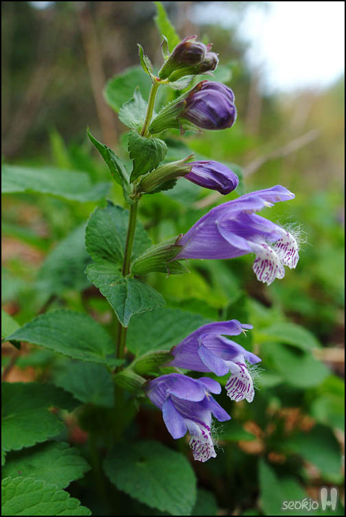 DSCF6433.jpg