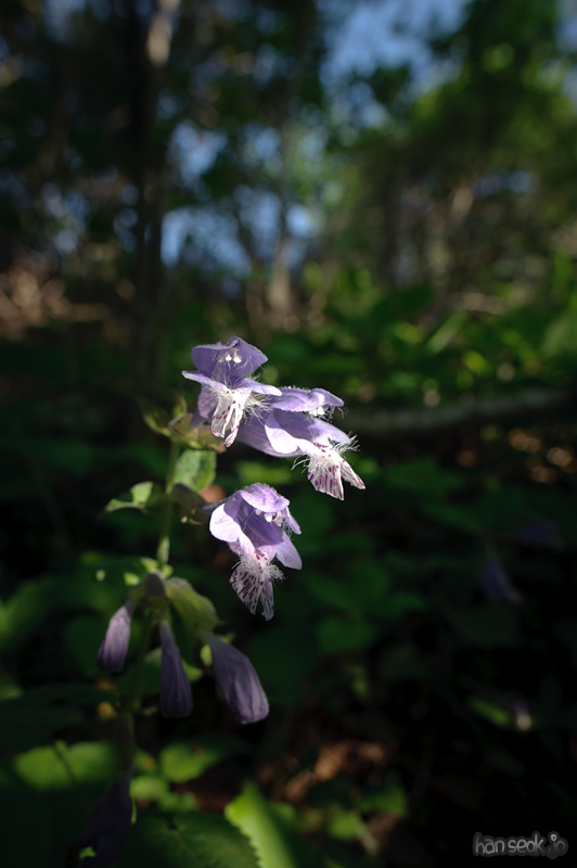 HSJ_9033.jpg