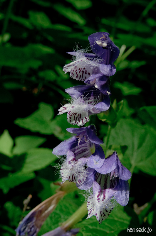 DSC_1784.jpg