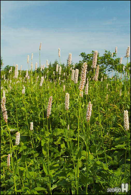DSCF7270.jpg