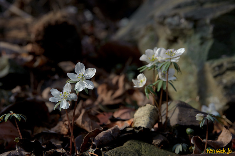 DSC_9811.jpg