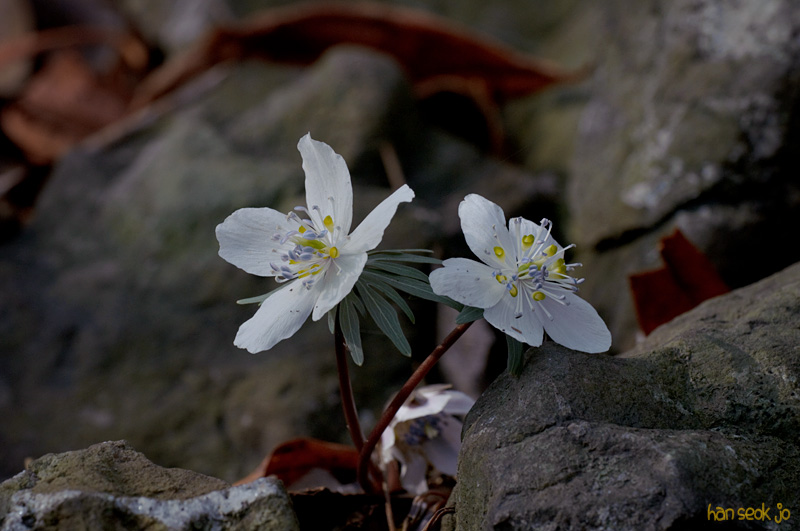 DSC_9853.jpg