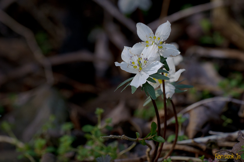 DSC_9869.jpg