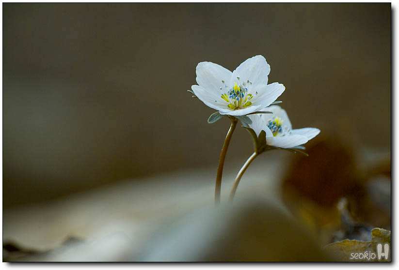 DSCF2126.jpg