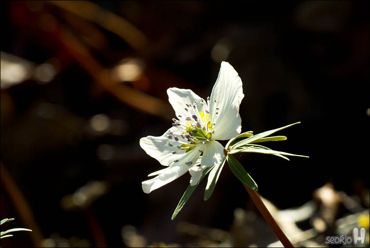 DSCF6096.jpg