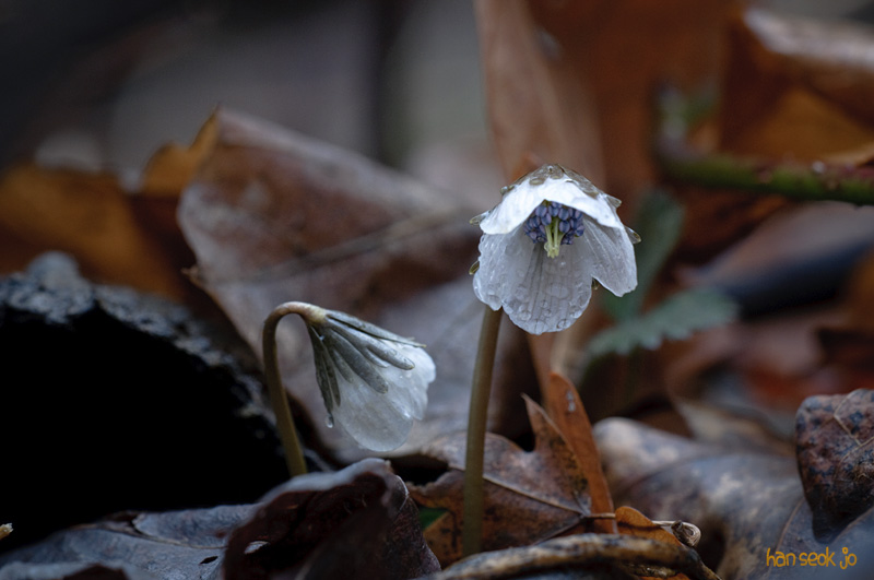 DSC_0077.jpg