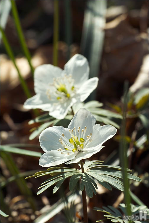 DSCF2165.jpg