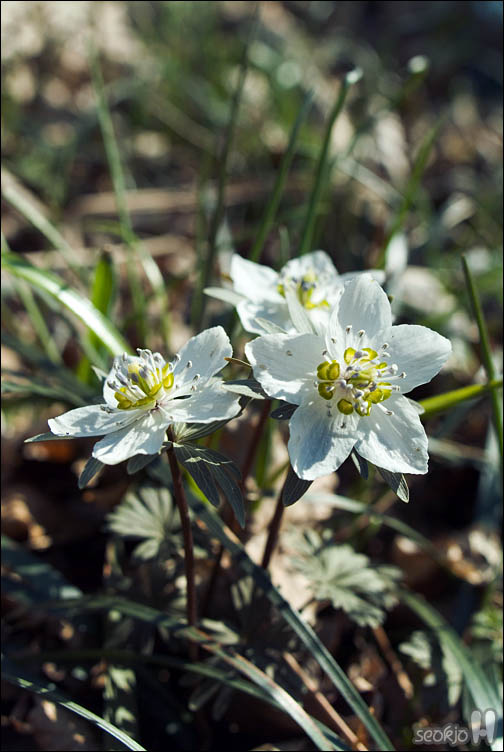 DSCF2174.jpg