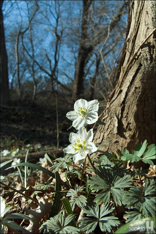 DSCF2177.jpg