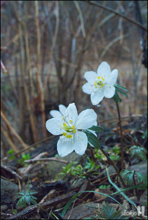 DSCF4978.jpg