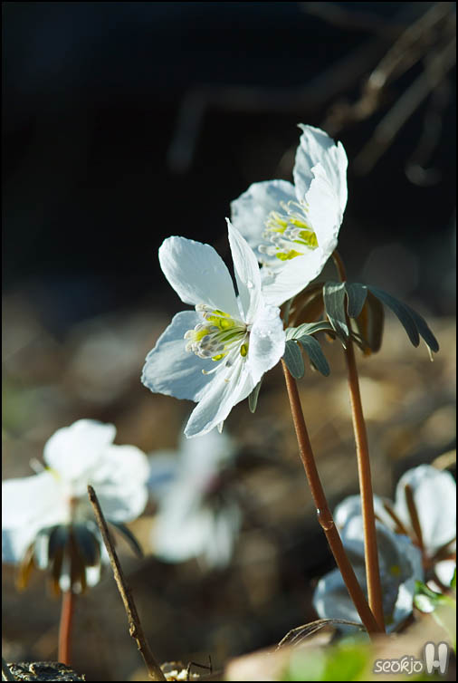 DSCF4990.jpg
