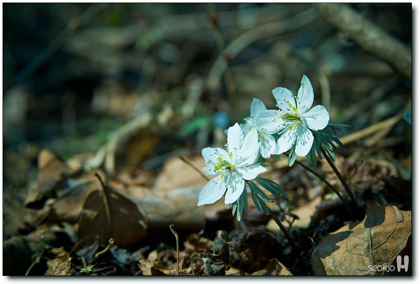 DSCF6960.jpg