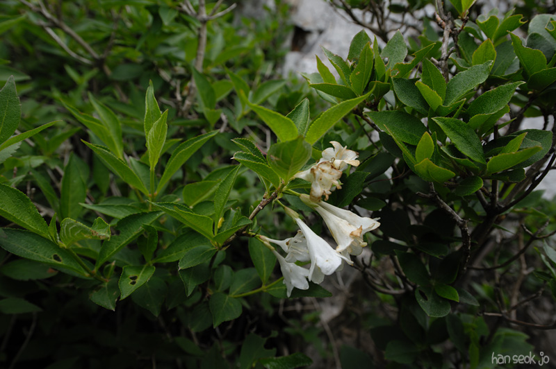 HSJ_3663.jpg